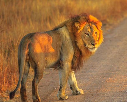 africa lion