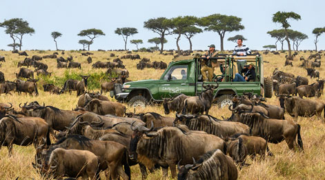 africa safari