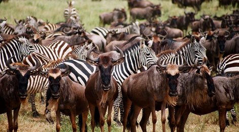 africa wildlife tour