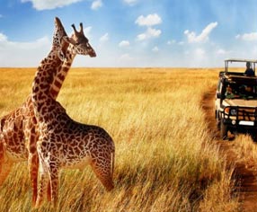 tanzania wildlife tour