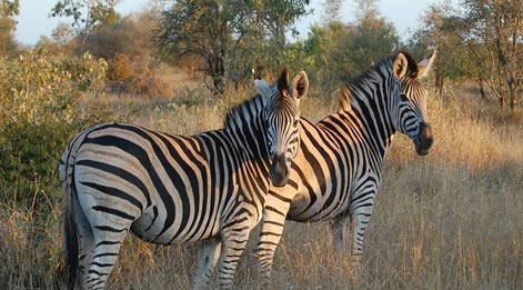 kruger wildlife safari