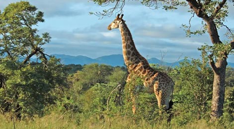 kruger national park