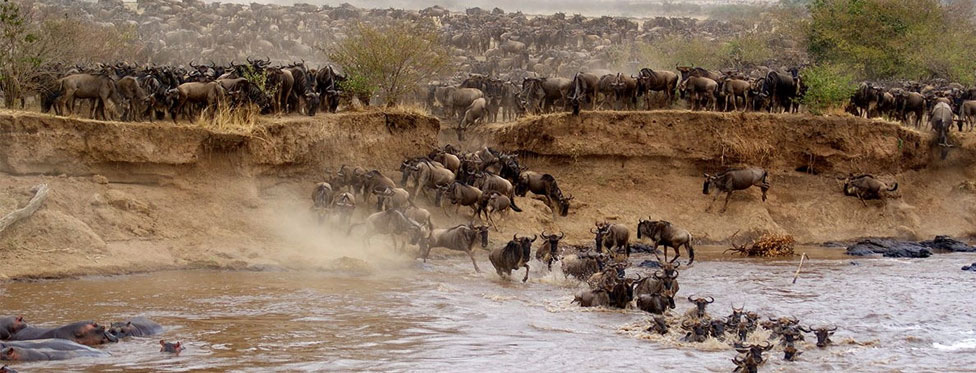 masai mara wildlife