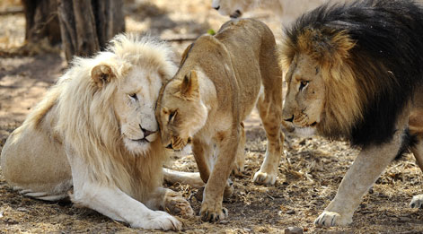 africa lions