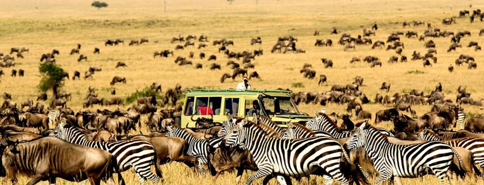 serengeti wildlife tour